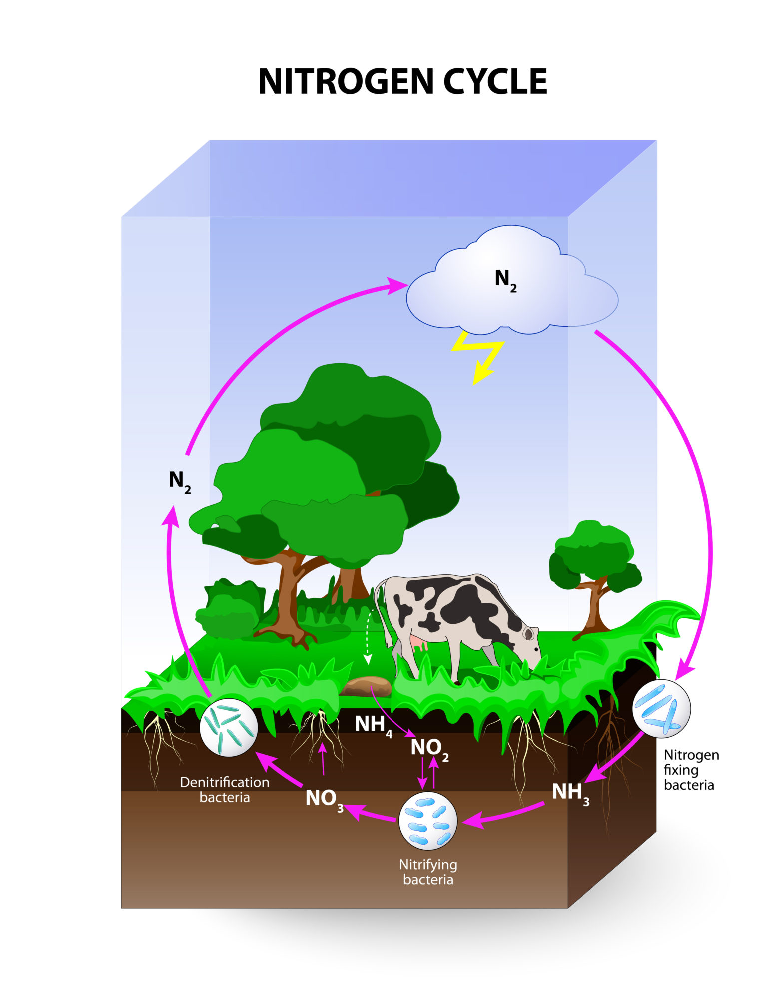 nitrogen-fixation-creationcenters